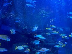 -太平洋海底世界