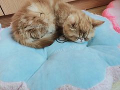 -Sweet cat·星愿猫咖(国贸大厦店)