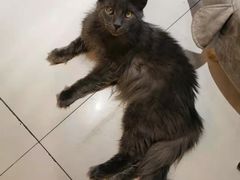 -平行世界·猫咖(首经贸店)