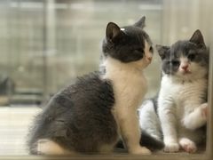 -飞行喵MR PILOT|猫舍·猫咖(静安大融城店)