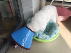 -圣宠动物医院·犬猫专科·影像中心·外科中心