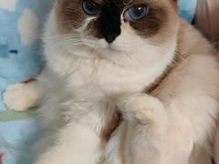 -momokira米努特·德文卷毛猫·棉花面纱犬