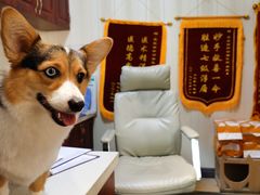 -宠爱国际动物医院· 猫科· 外科·中兽医(长白店)