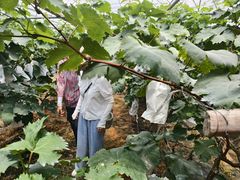 -马陆小张葡萄园农家乐