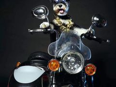 -超宠爱宠物摄影-Super pet