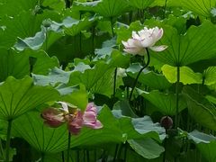 -陈家山荷花公园
