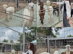 -迪茵湖田家舍生态农场