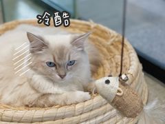 -瞄一喵猫咖(格力海岸店)