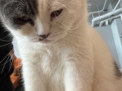-Cappucimeow猫咪咖啡馆(韦伯时代店)