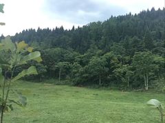 -武陵山森林公园