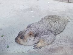 -呀路古热带植物园