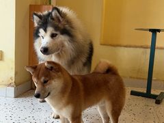 -喜柴咖啡·柴犬狗咖