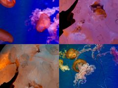 -正佳极地海洋世界