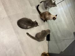 -猫儿山۰猫主题餐厅