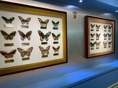 -上海昆虫博物馆