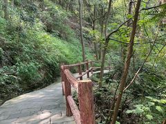 -铁山坪森林公园