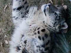 -青藏高原野生动物园
