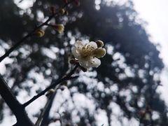 -杭州植物园