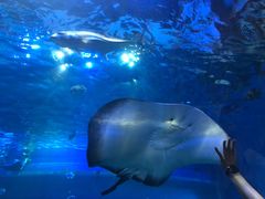 -华夏文旅海洋公园