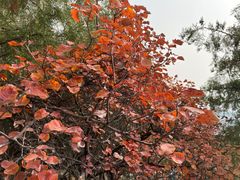 -红螺寺