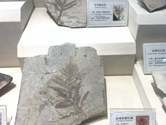 -辽宁古生物博物馆