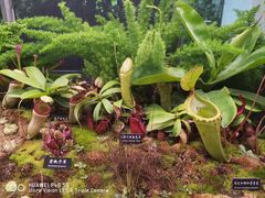 -中国科学院西双版纳热带植物园