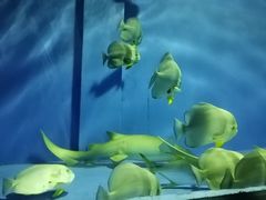 -北戴河圣蓝海洋公园