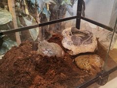 -正佳雨林生态植物园
