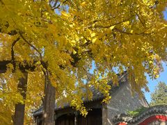-浮来山风景区