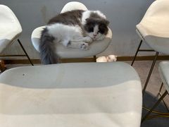 -飞行喵MR PILOT|猫舍·猫咖(静安大融城店)