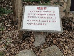 -上海佘山国家森林公园天马山园