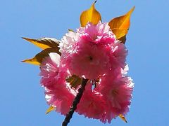 -高东镇樱花园