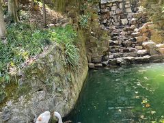 -十八棵（老龙井）御茶园(老龙井店)