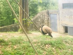 -都江堰中华大熊猫苑