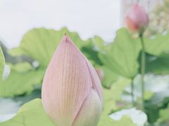 -陈家山荷花公园