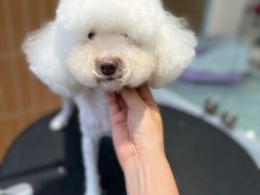 -爱宠屋pet shop·宠物洗澡·宠物美容