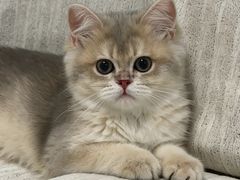 -小猫来了猫舍(福田店)