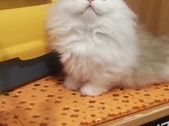 -欣宠猫屋·矮脚拿破仑·蓝金金渐层