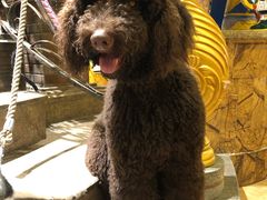 -more than meow吴止猫主题餐厅(承德 中船汇店)