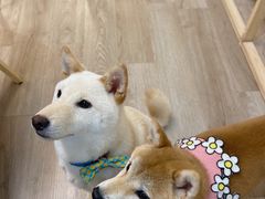 -柴迷FANS CLUB·柴犬狗咖·猫咖