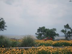 -西京湾花海