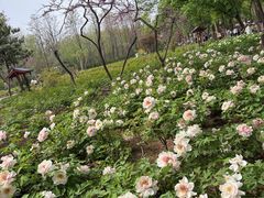 -洛阳市隋唐城遗址植物园
