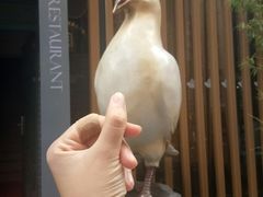 -琬苑鸽庄·川粤融合菜(解放碑总店)