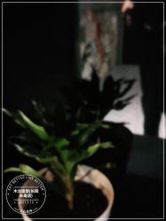 -木北造型