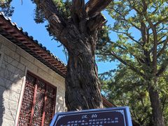 仪门外汉柏-青岛崂山太清宫