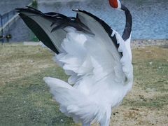 -盐城丹顶鹤湿地生态旅游区