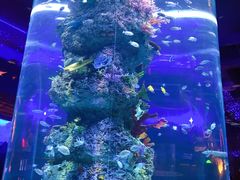 -芜湖新华联大白鲸海洋公园