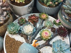 -双季花艺园艺市场(浦东店)