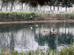 -长白岛森林公园