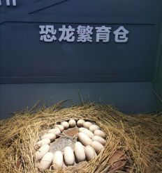 -恐龙探索乐园(磁器口店)